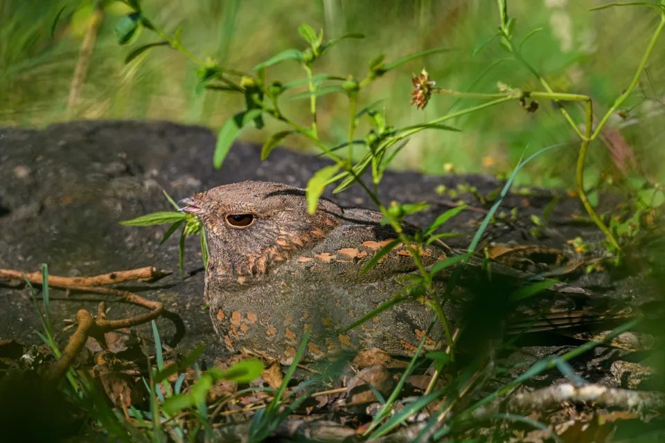 Savanna Nightjar