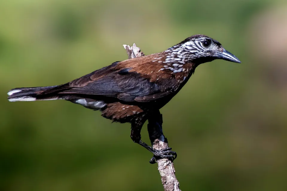 Southern Nutcracker