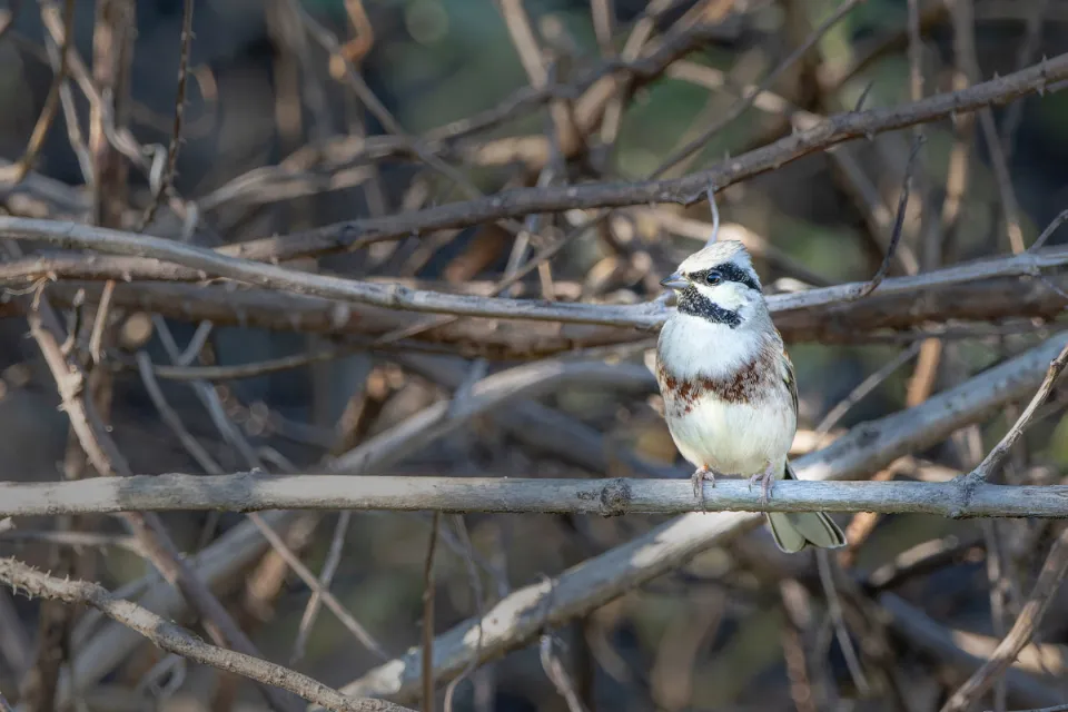 White-capped Bunting