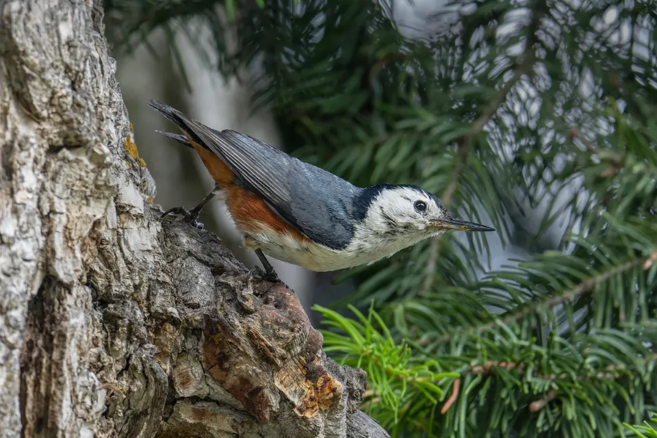White-cheeked Nuthatch