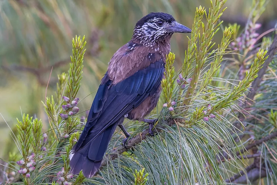 SPOTTED NUTCRACKER