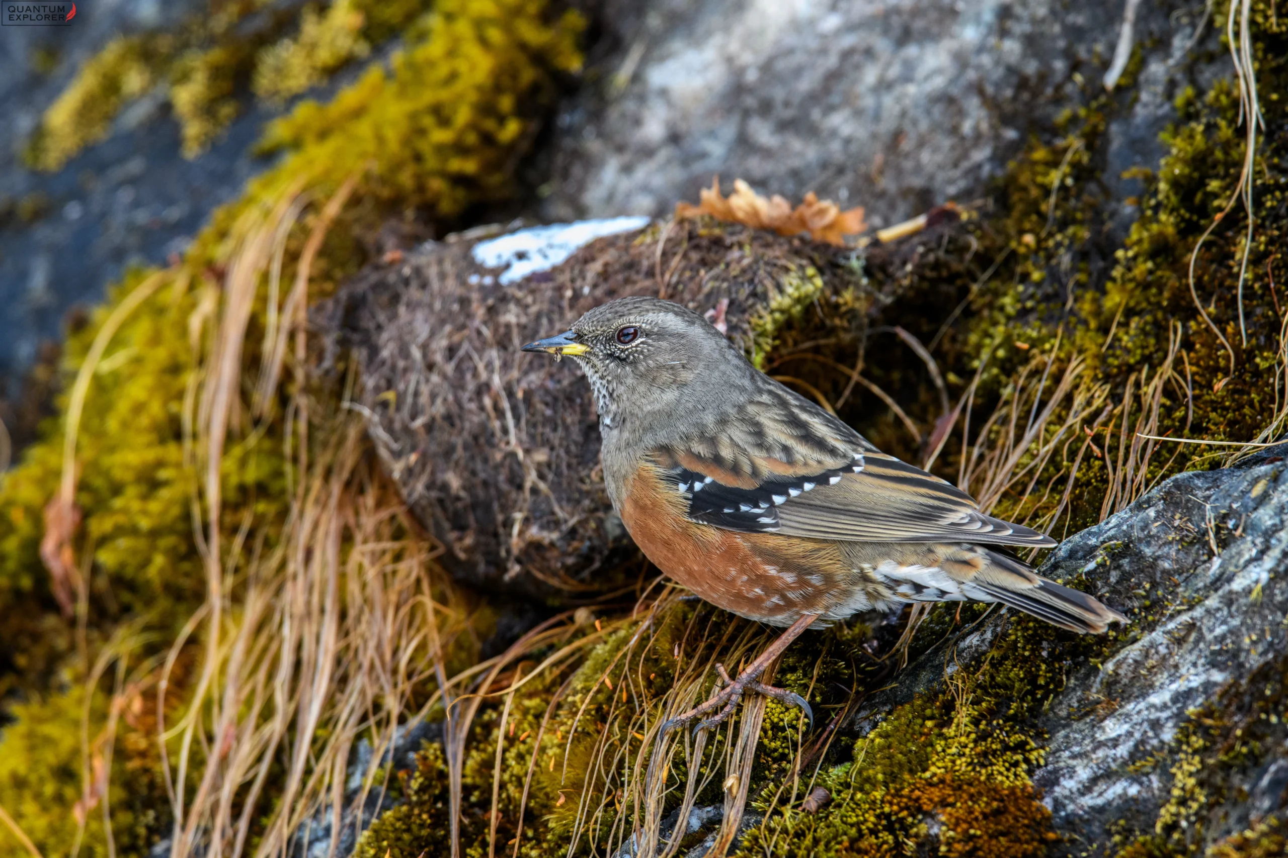 ALPINE ACCENTOR