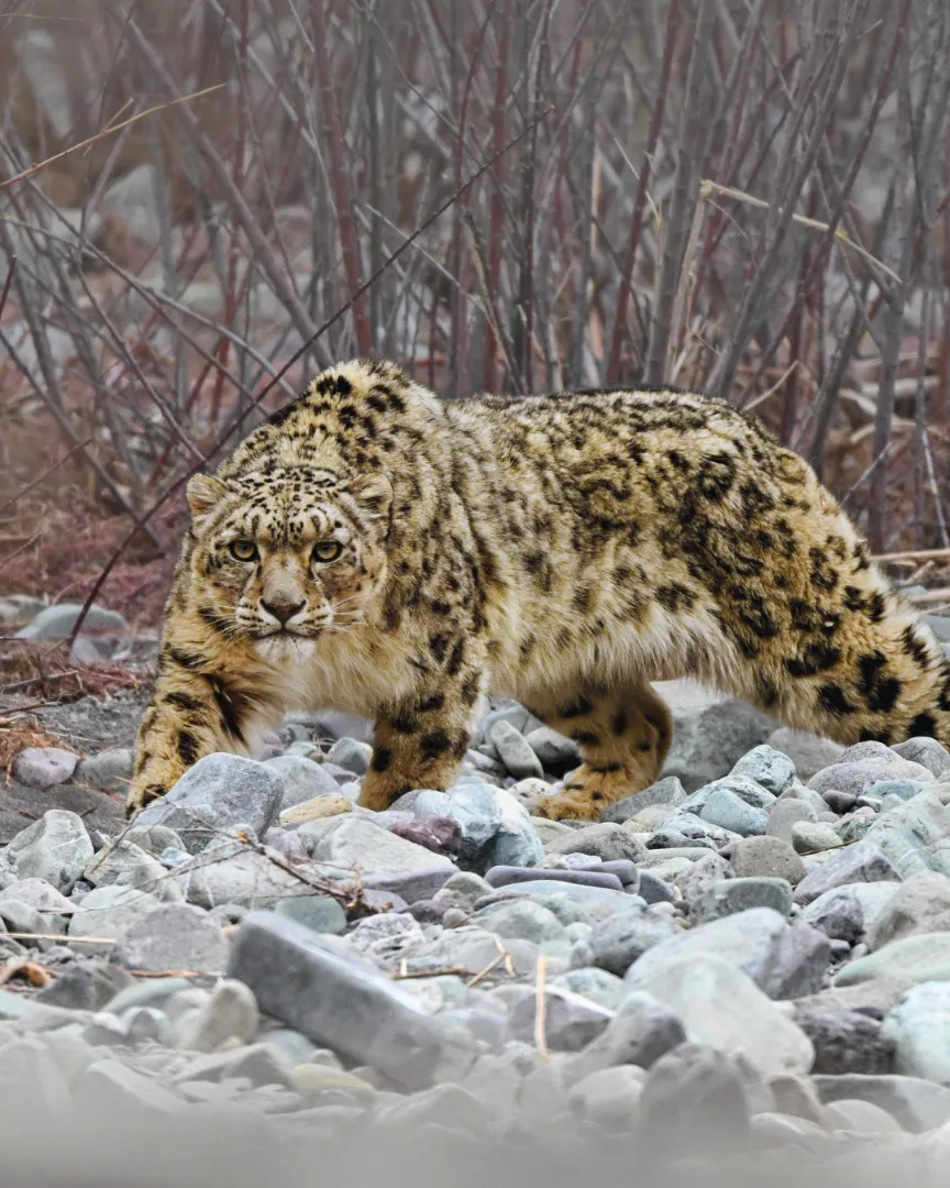 Animal 1