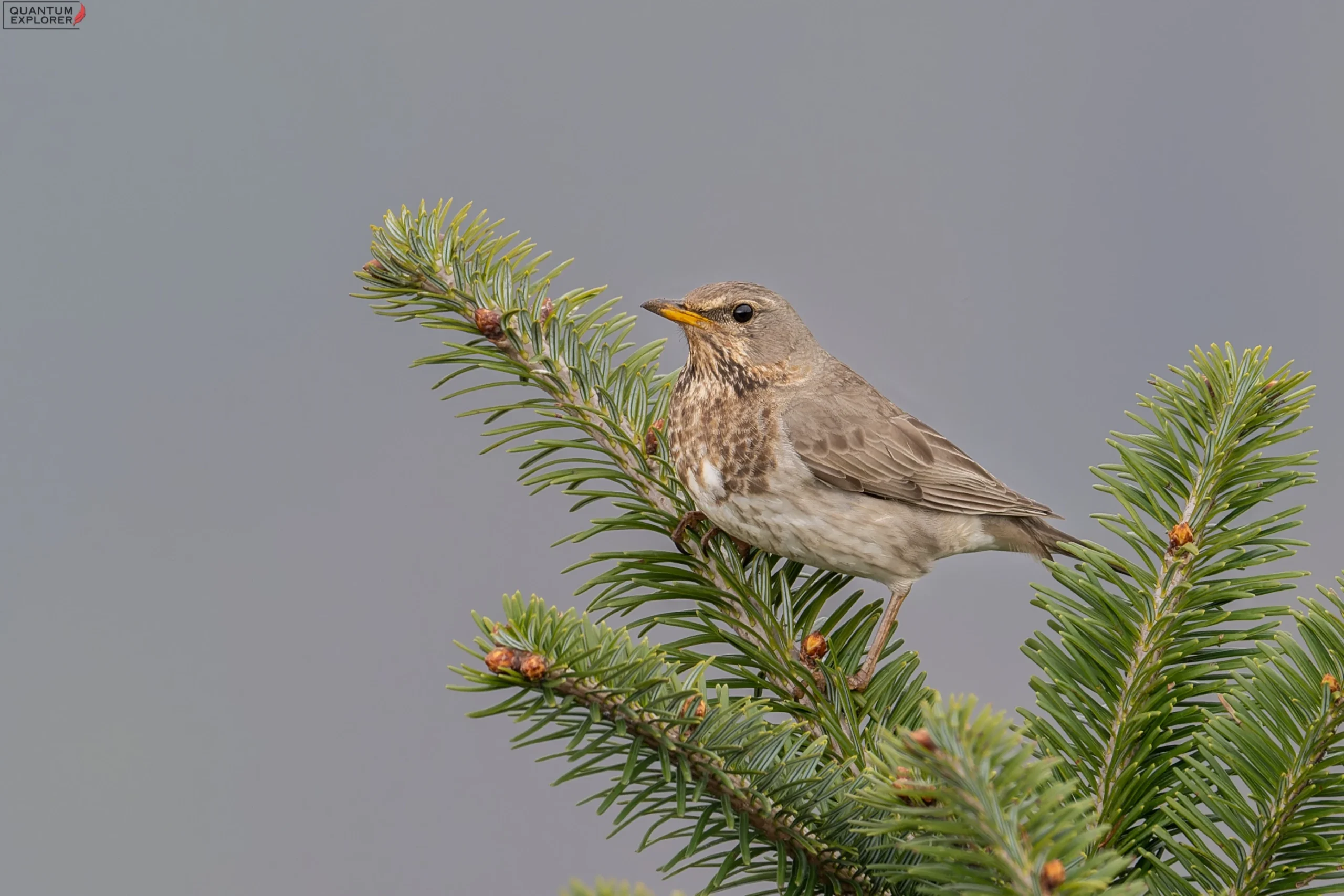 BLACK-THROATED THRUSH