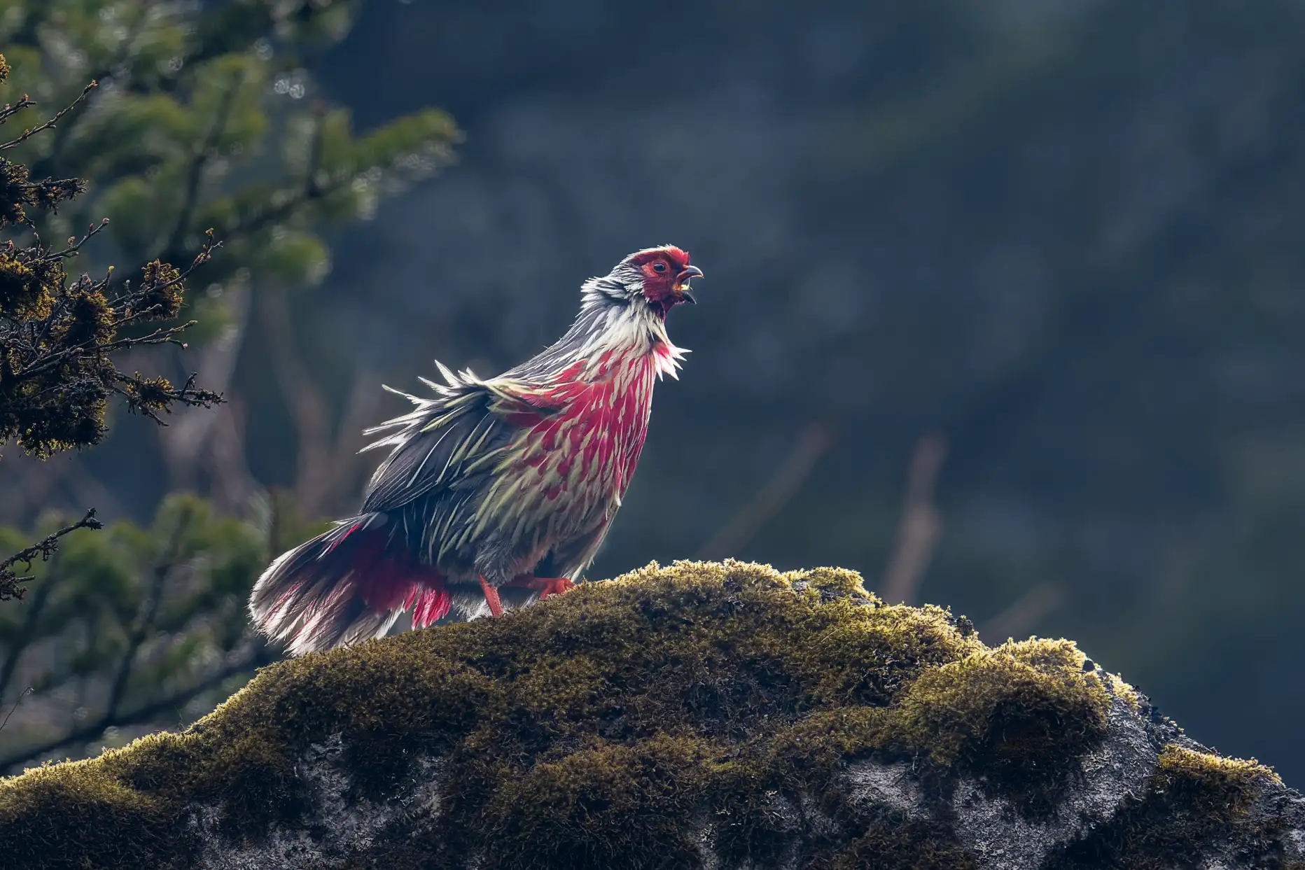 BLOOD PHEASANT