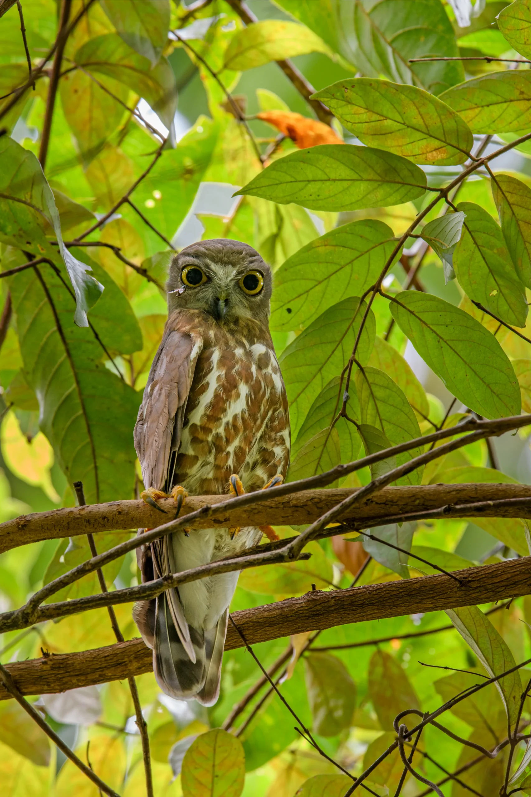 BROWN HAWK OWL