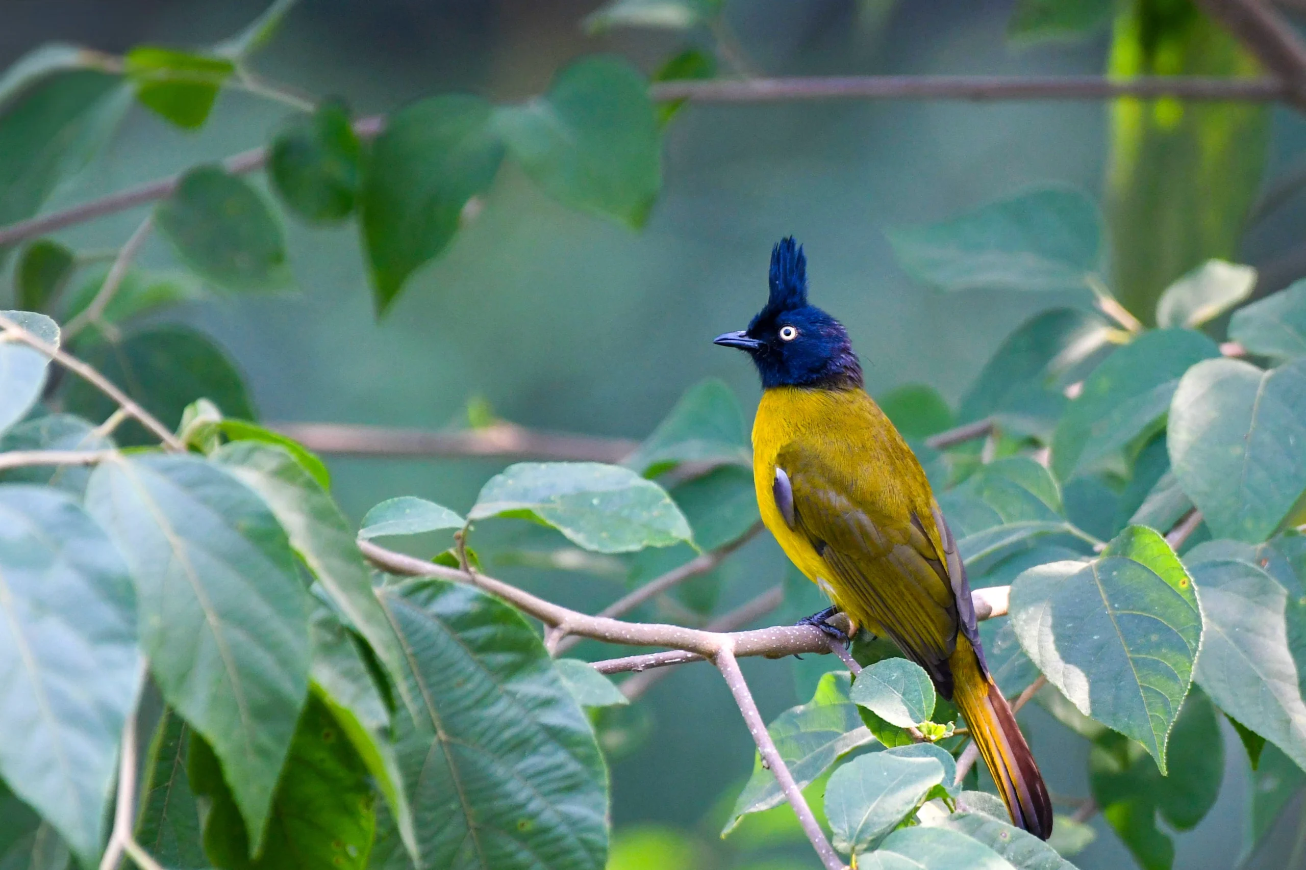 Black crested Bulbul