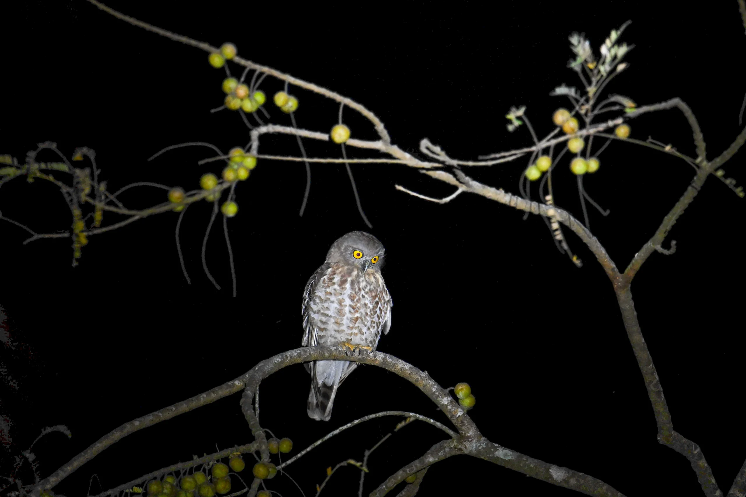 Brown Hawk Owl