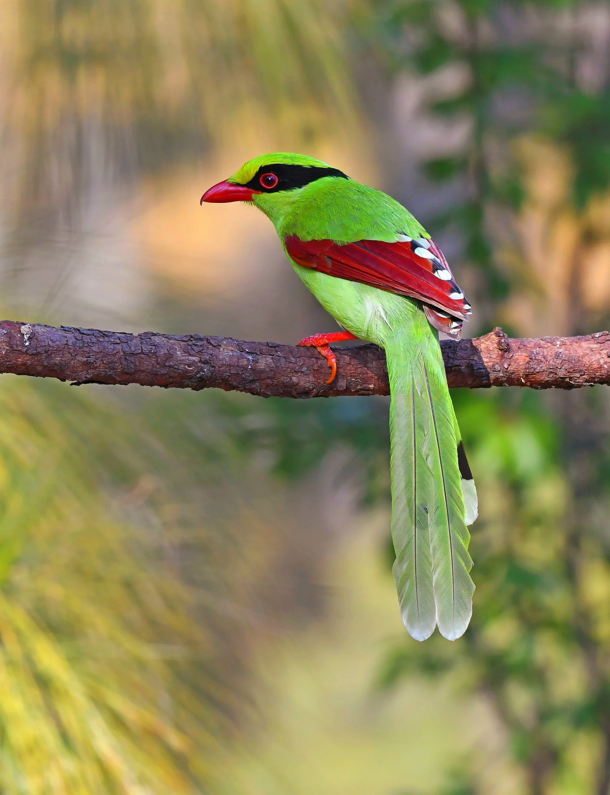 Common Green Magpie