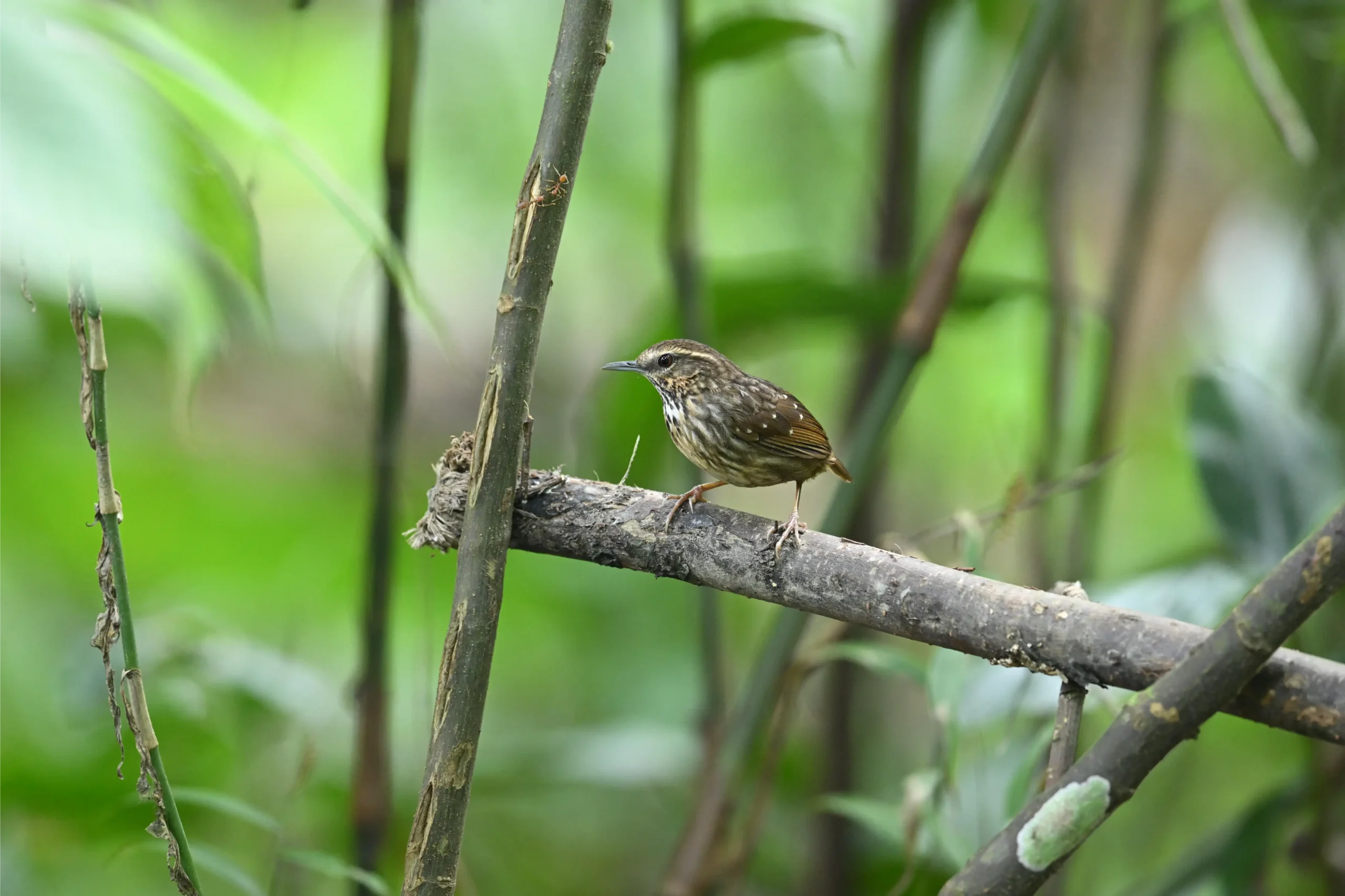EYEBROWED WREN BABBLER