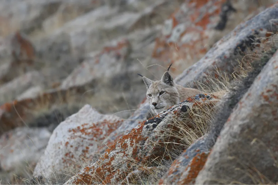 Eurasian Lynx