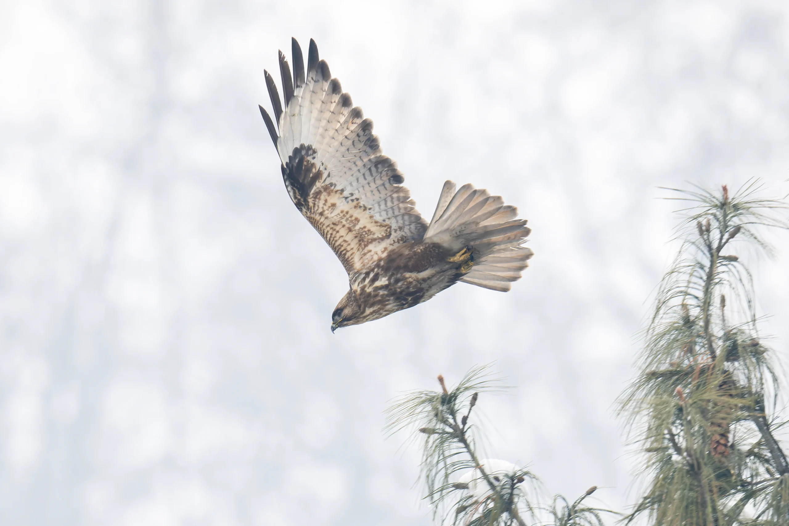 HIMALAYAN BUZZARD