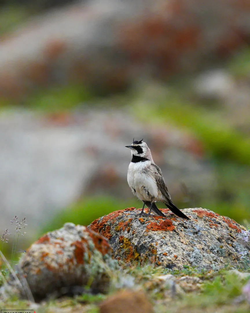 Horned Lark