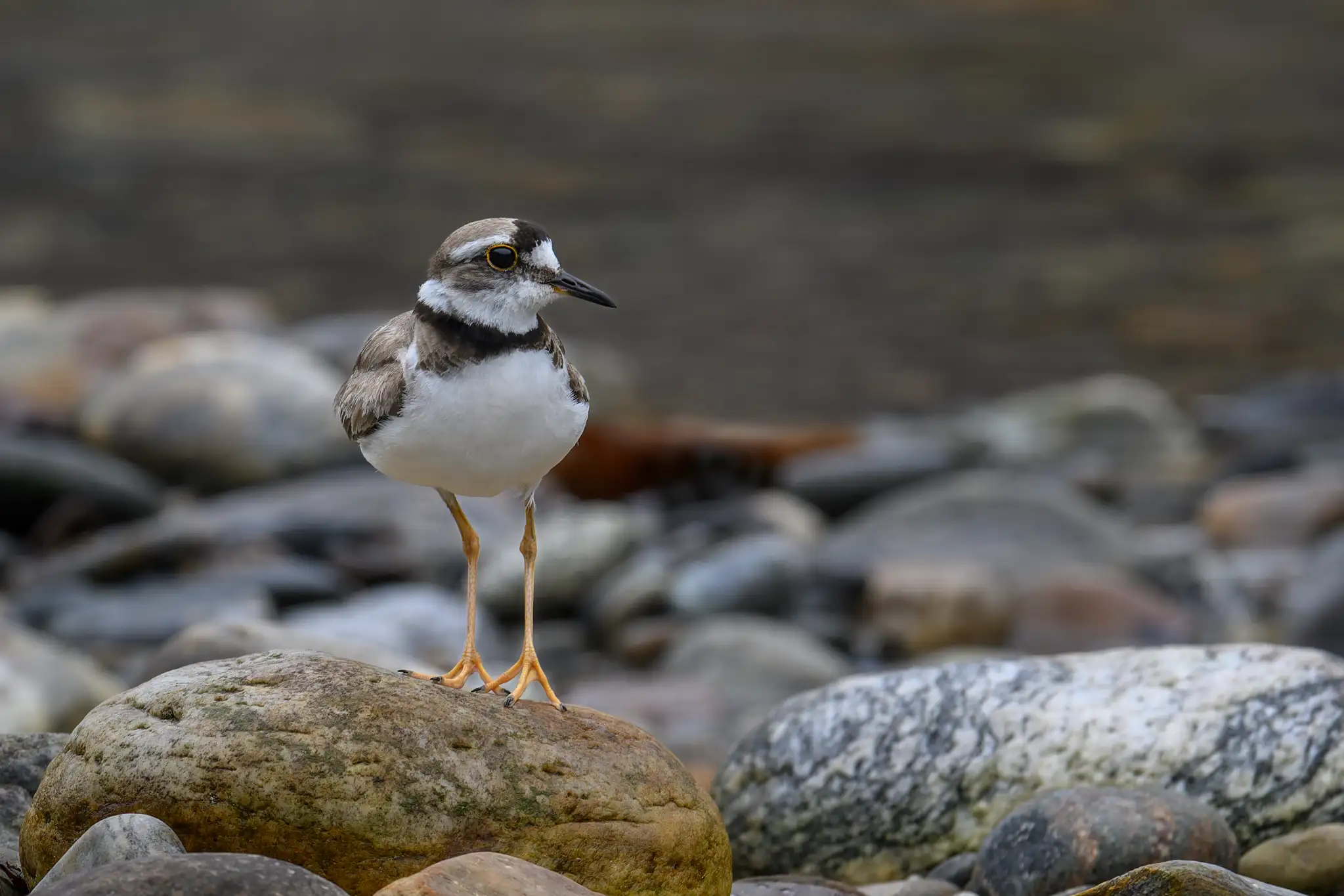 LONG-BILLED PLOVER
