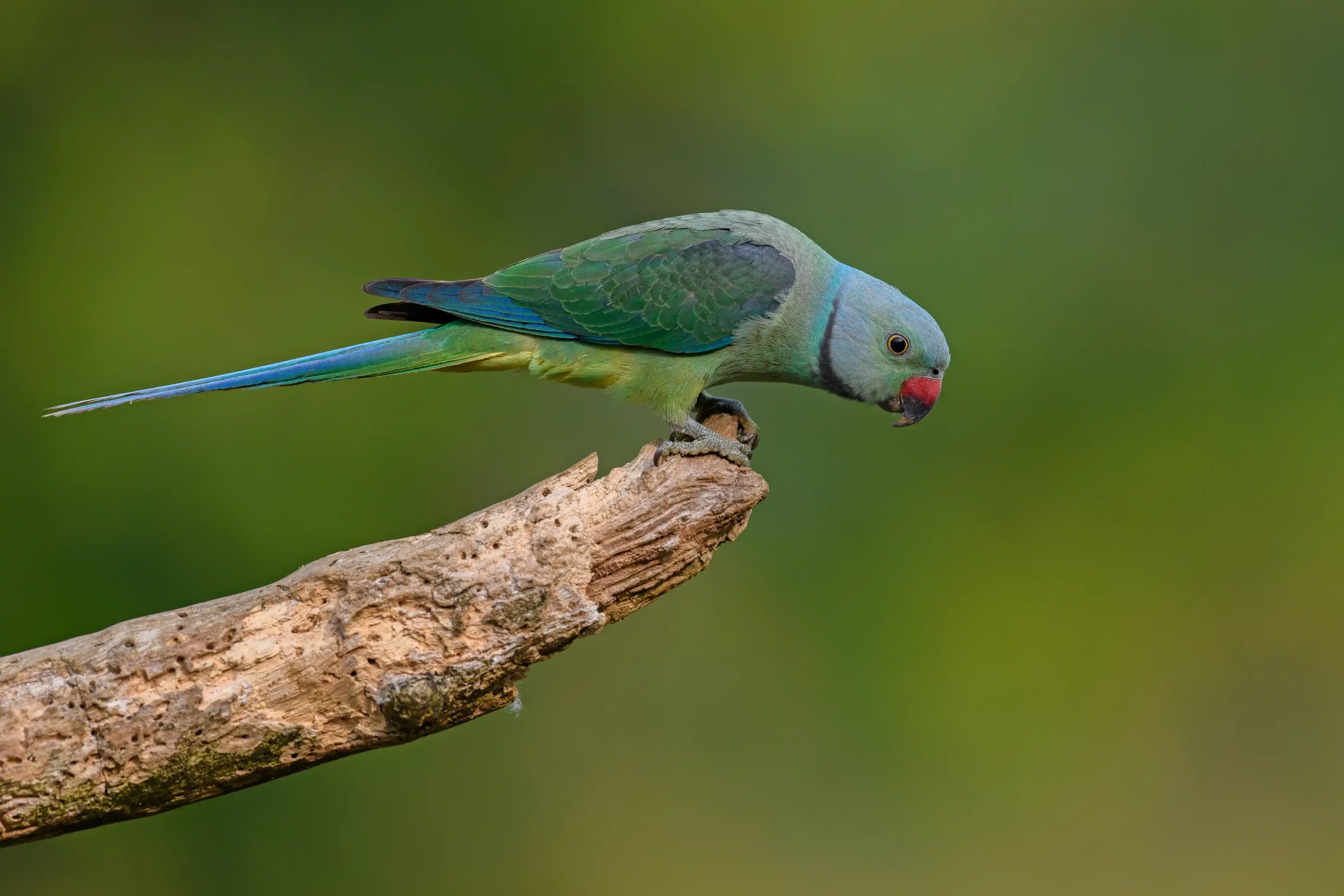 MALABAR PARAKEET