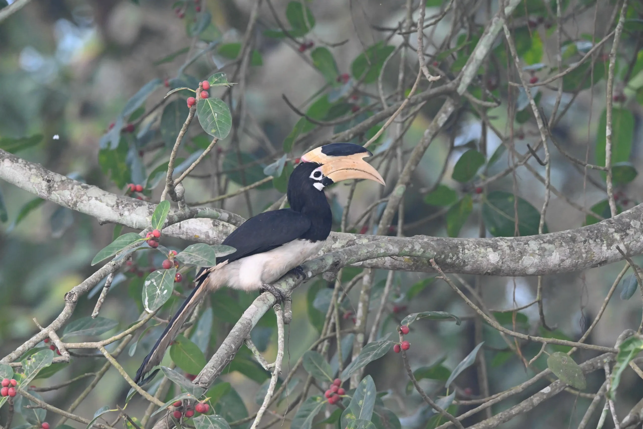 MALABAR PIED HORNBILL