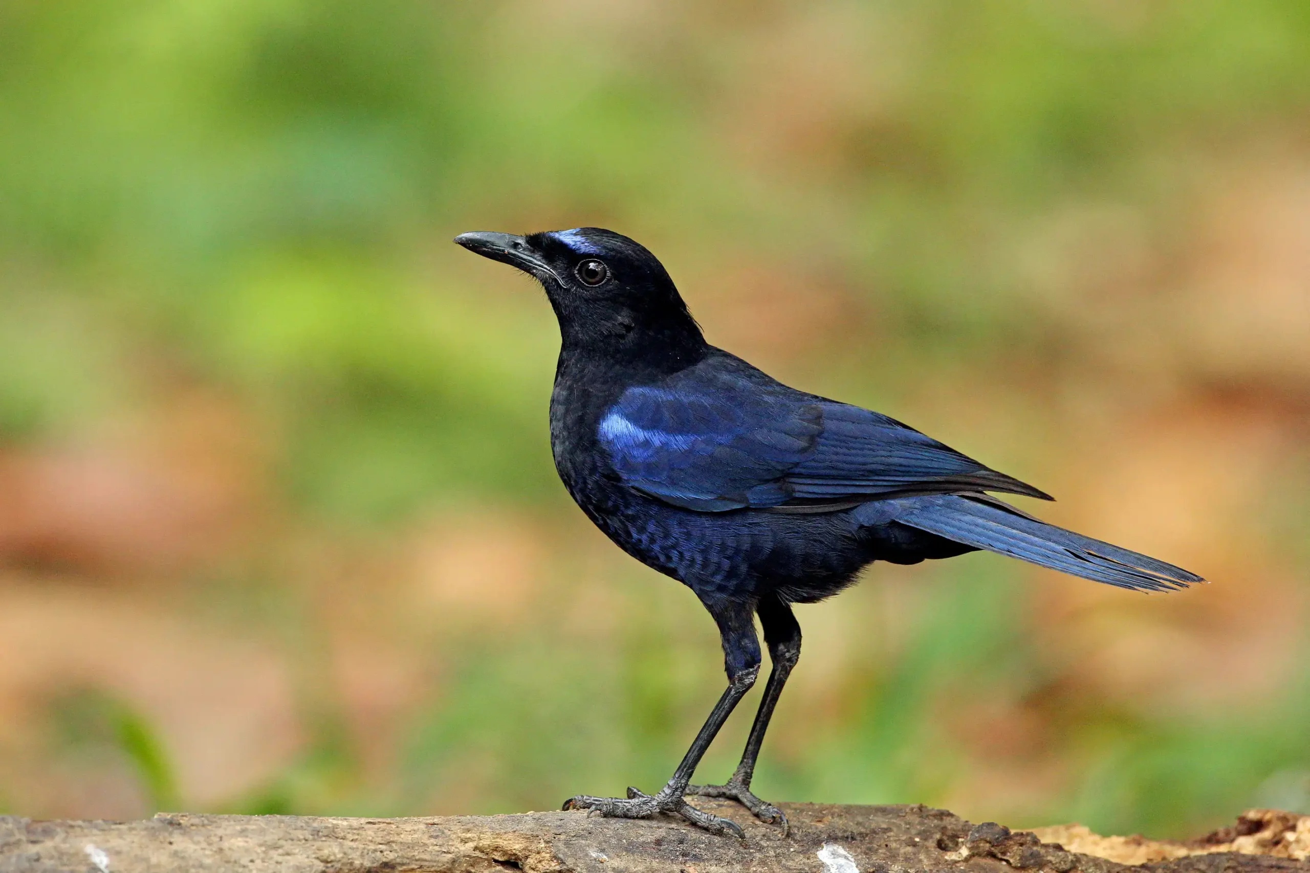 MALABAR WHISTLING THRUSH