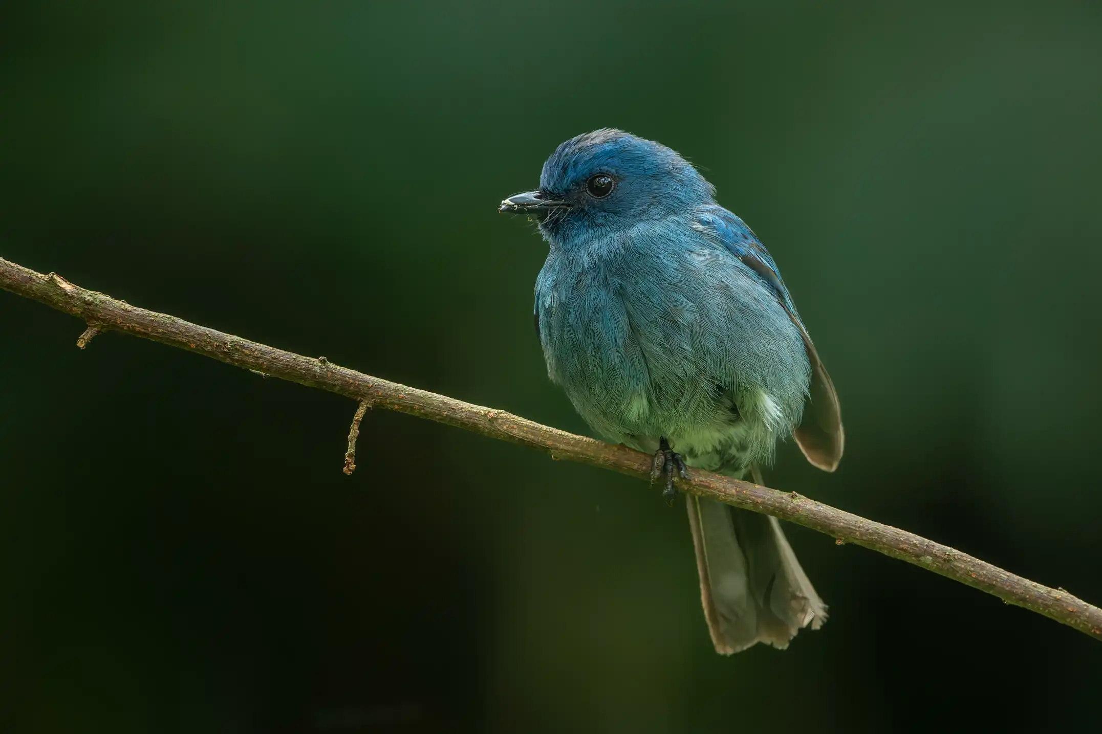 NILGIRI FLYCATCHER