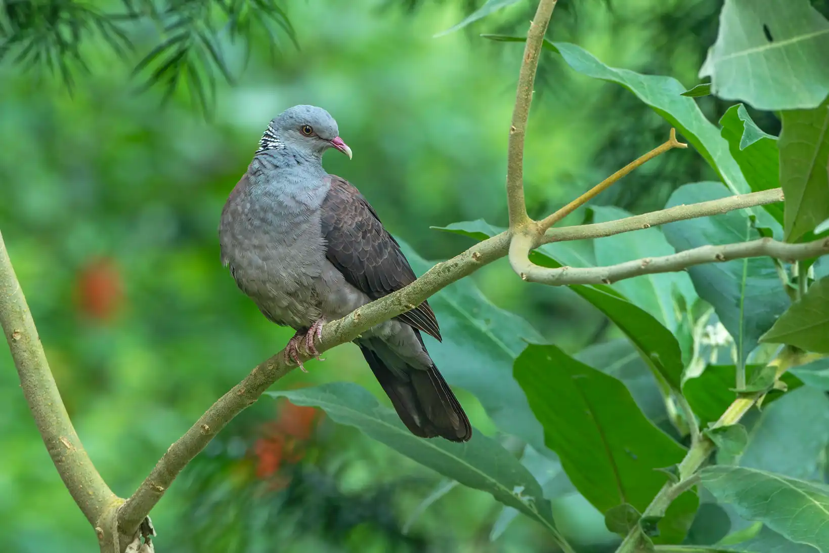 NILGIRI WOOD PIGEON