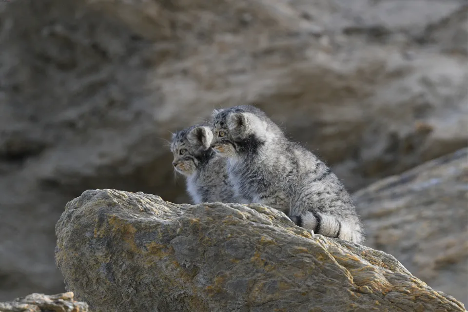 Pallas's Cat