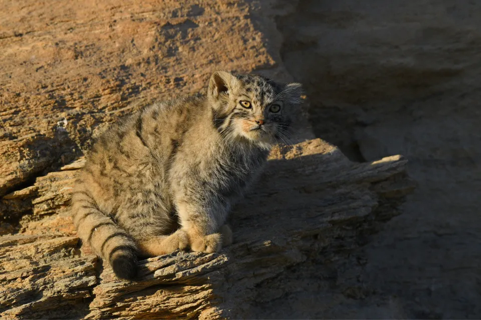 Pallas's Cat