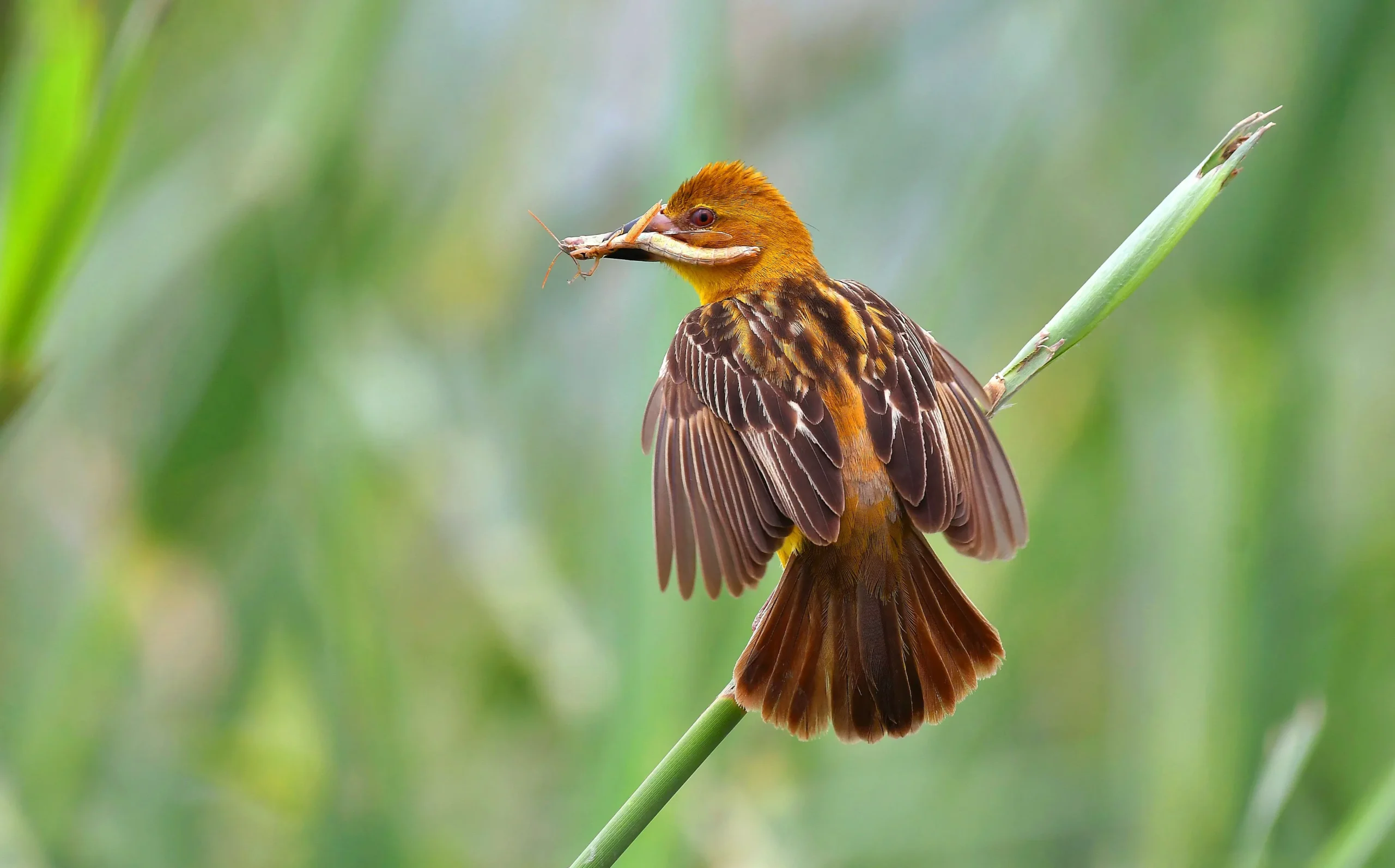 Finn's weaver female