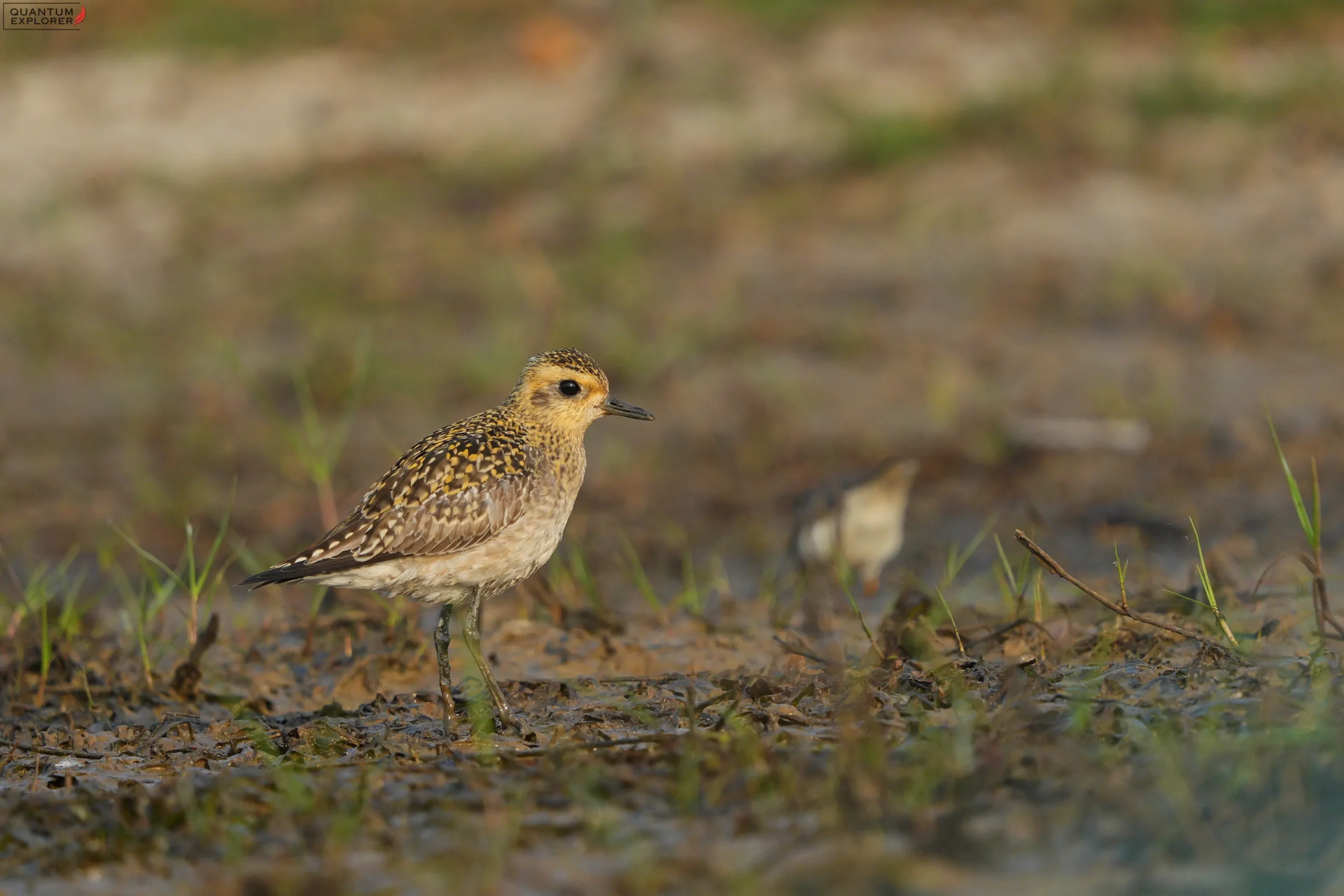 Pacific Golden Plover