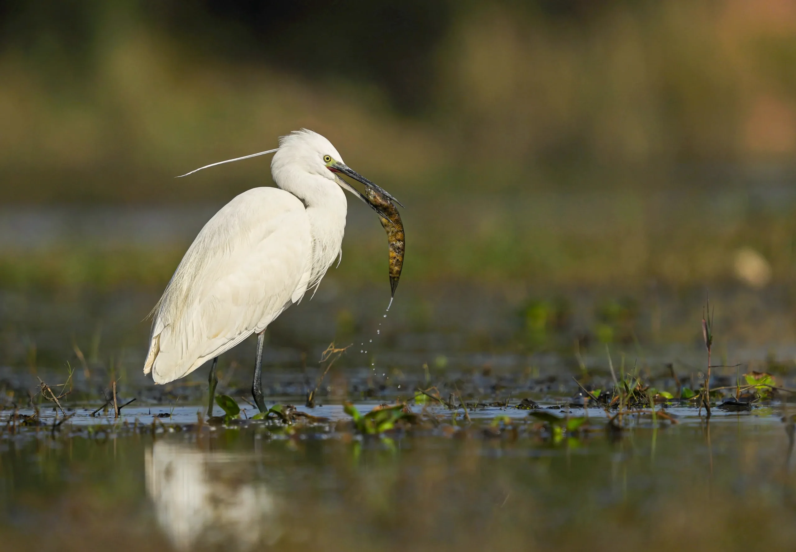 Egret with Kill