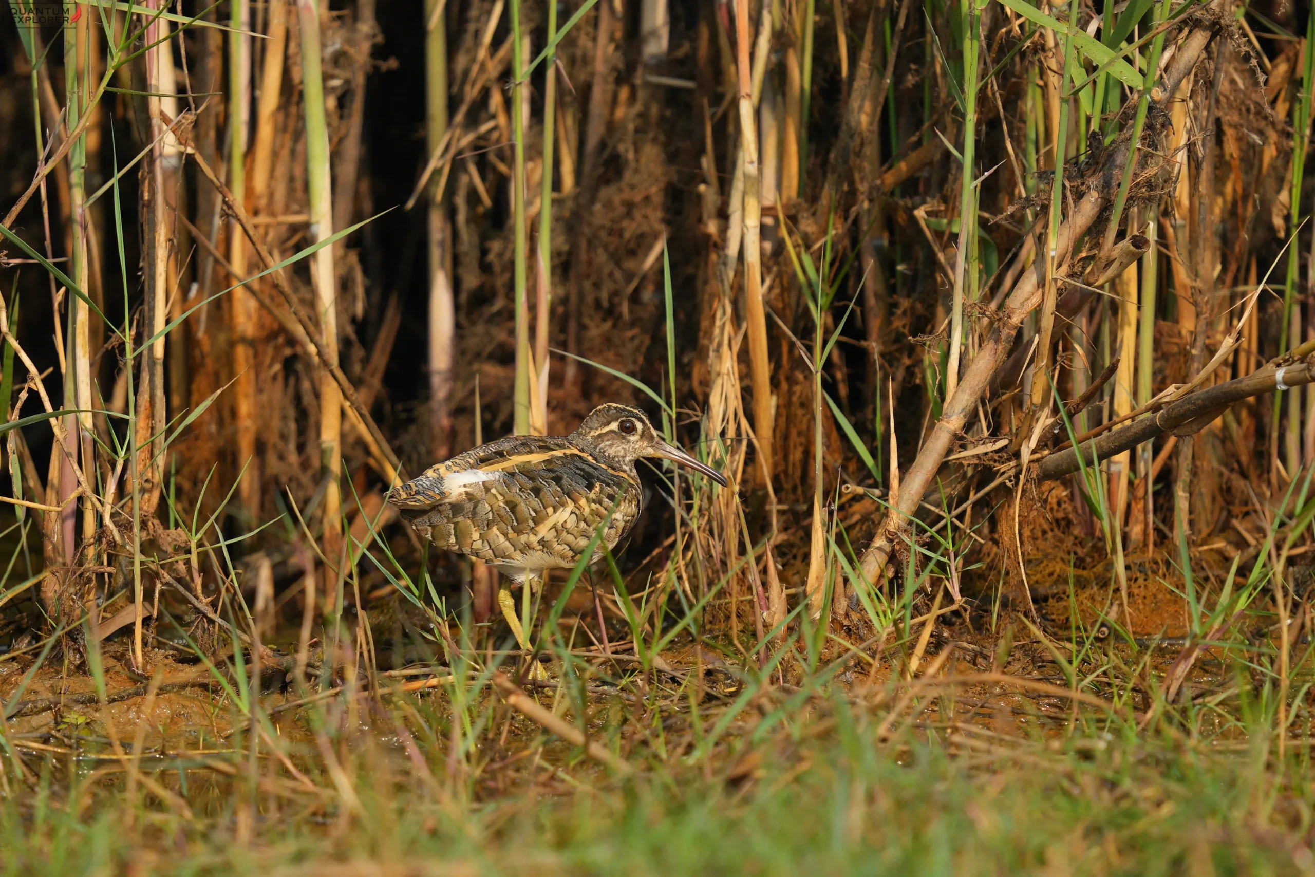 Painted Snipe