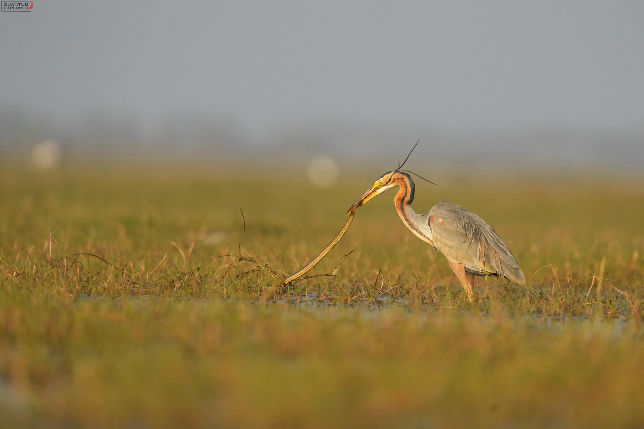Purple Heron