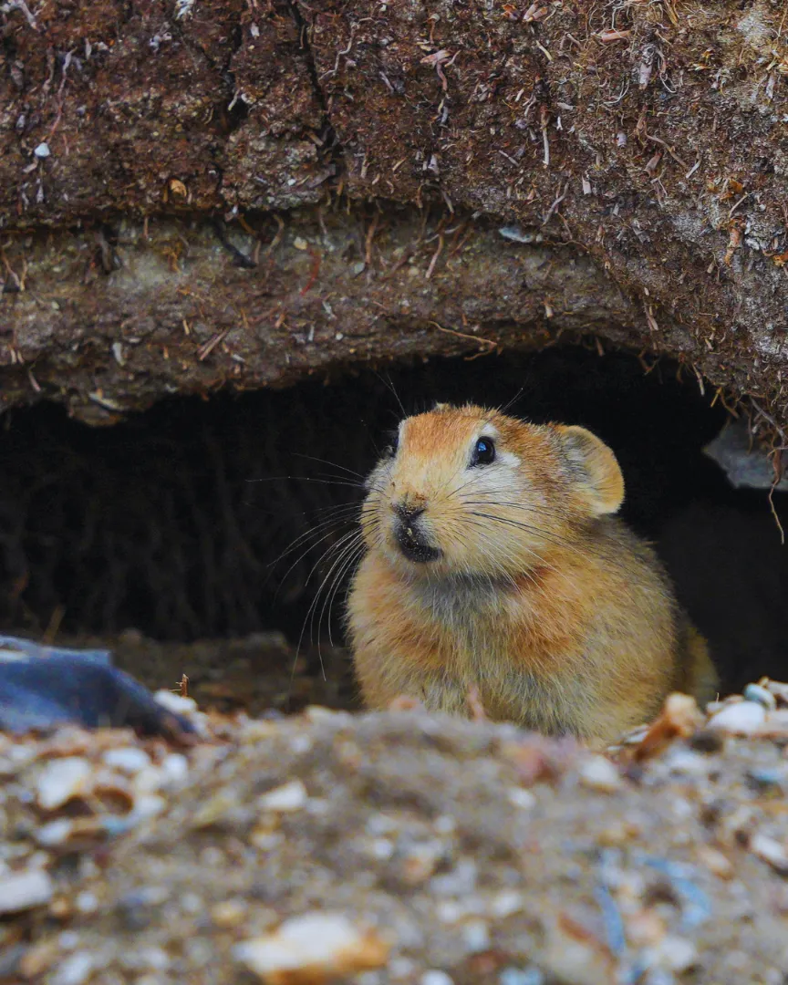 Pika