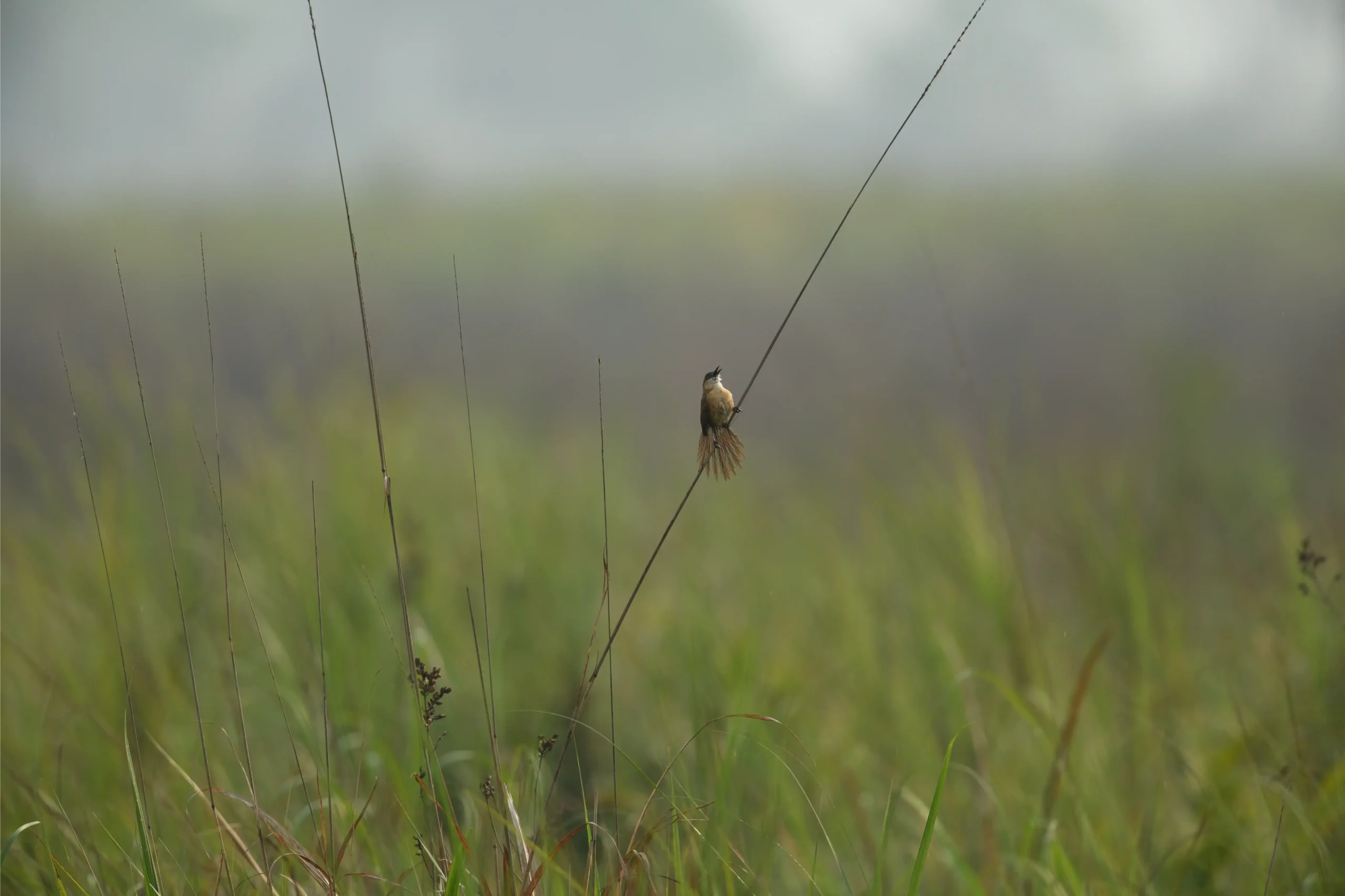 SLENDER-BILLED BABBLER