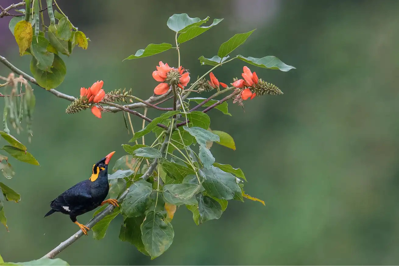 SOUTHERN HILL MYNA