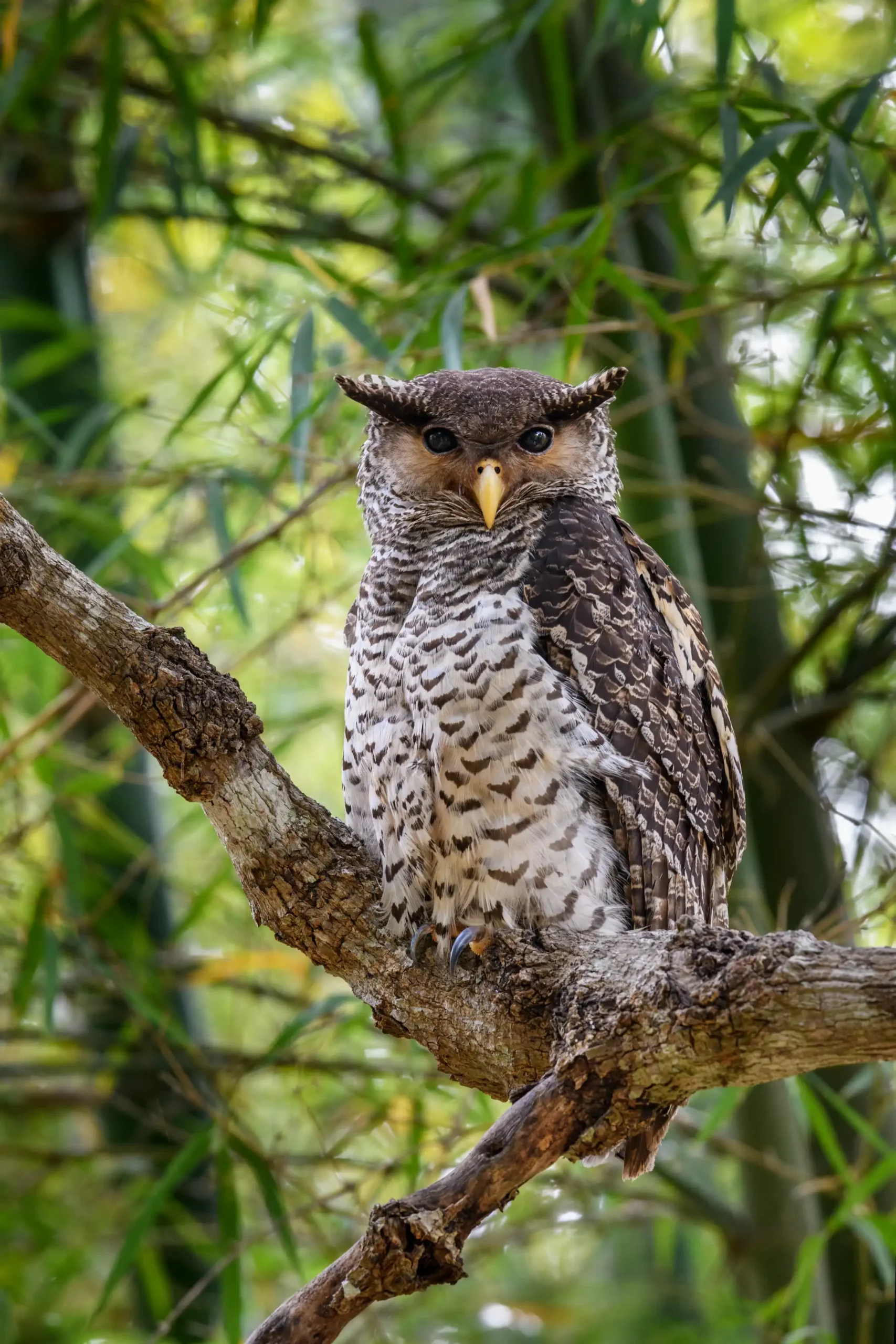 SPOT-BELLIED EAGLE OWL