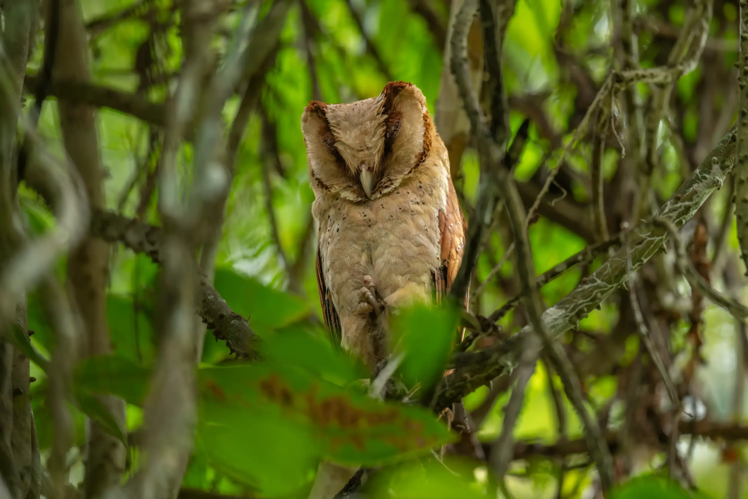 SRI LANKA BAY-OWL