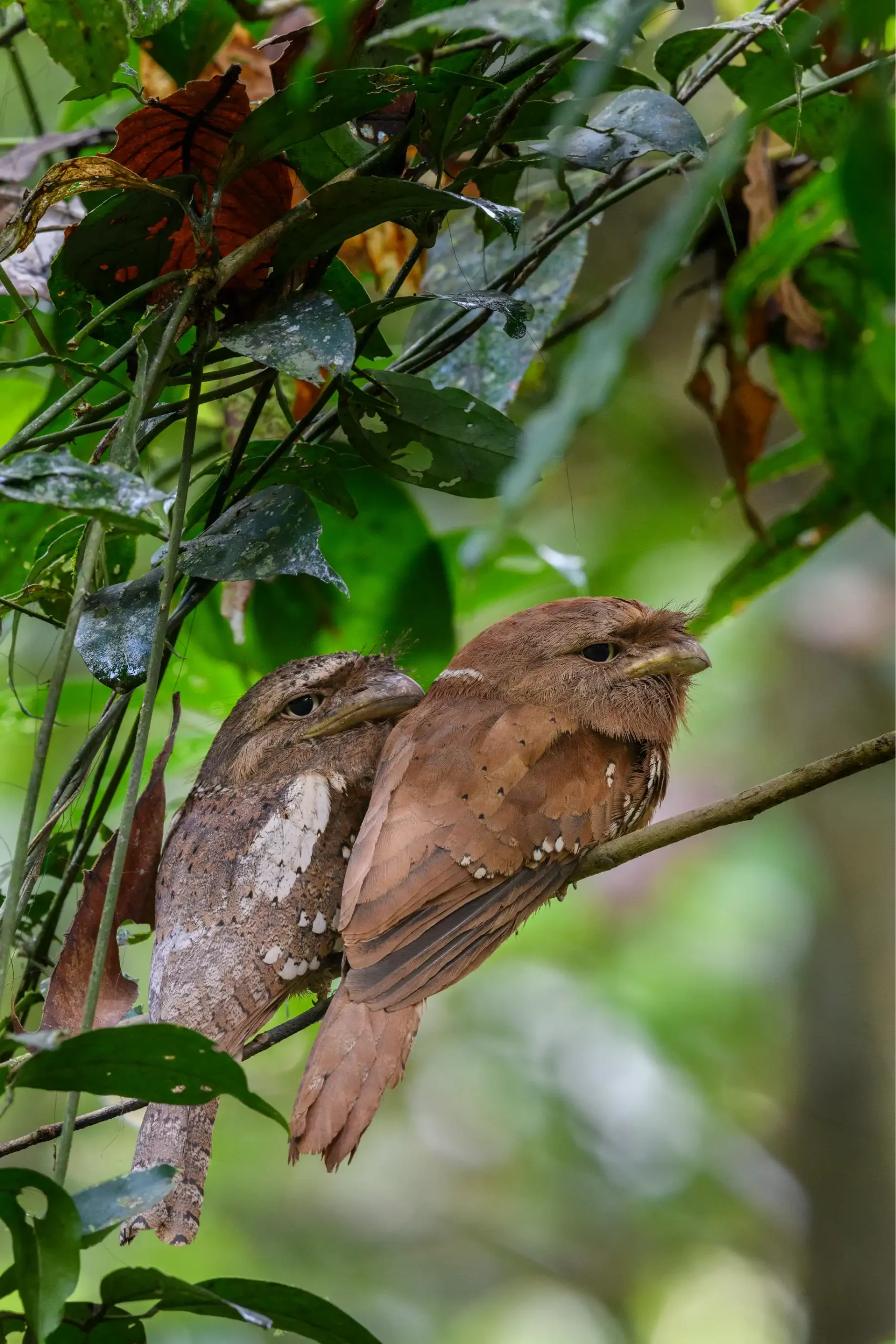 SRI LANKA FROGMOUTH