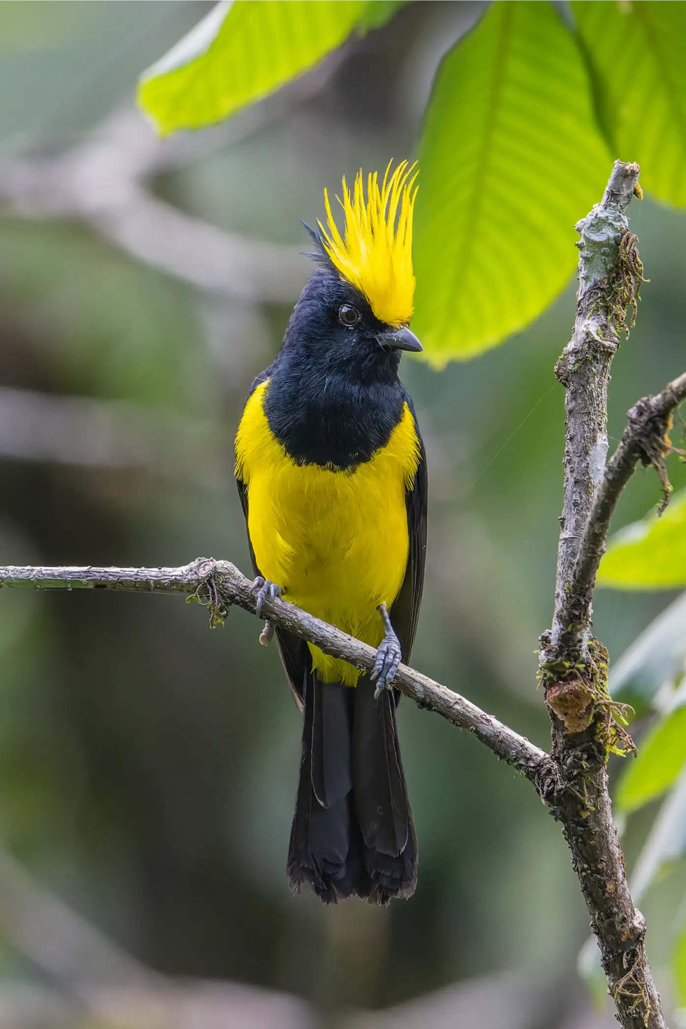 SULTAN TIT