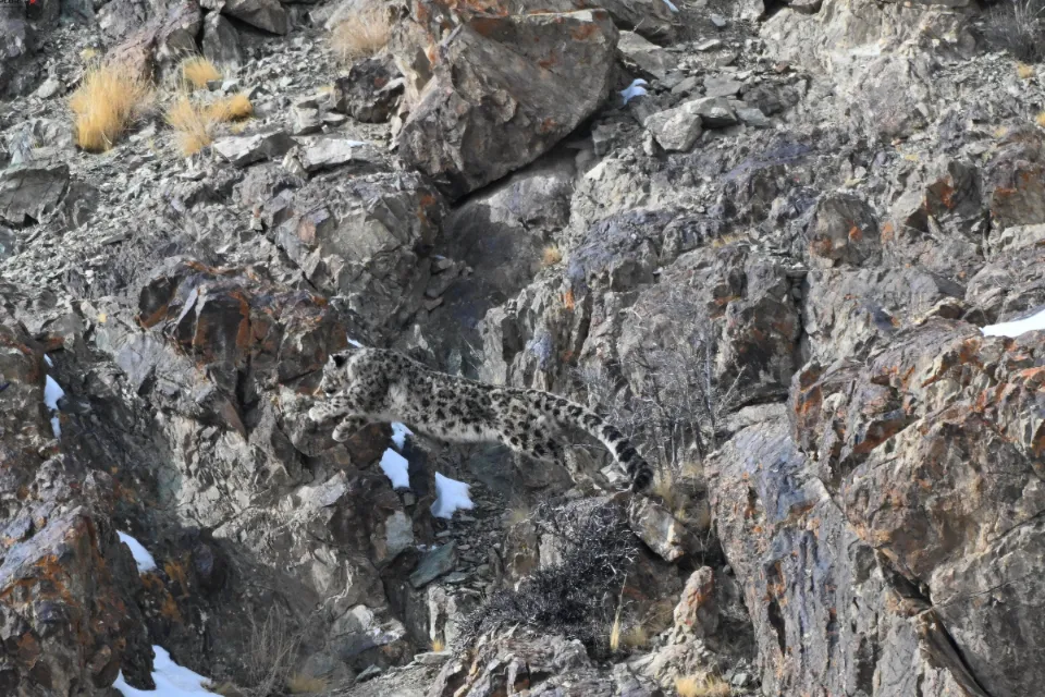 Snow Leopard