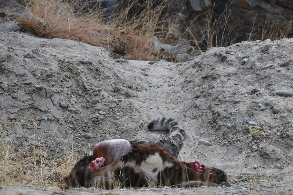 Snow Leopard with Kill