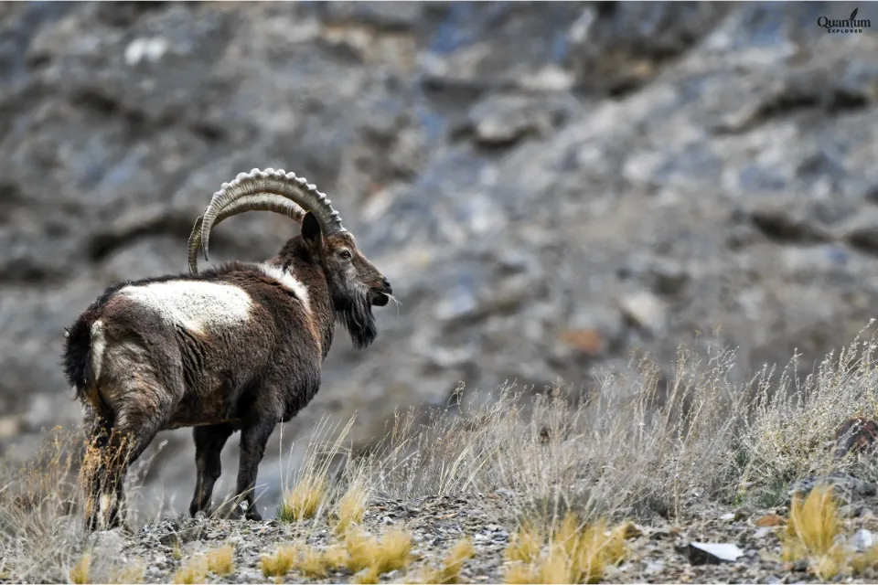 Tibetan Argali
