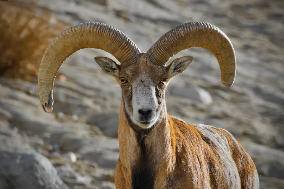 Tibetan Argali