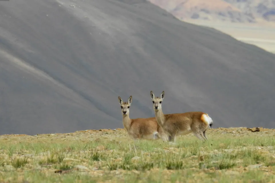 Tibetan Gazelle