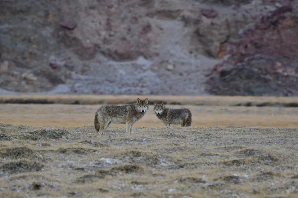Tibetan Wolf