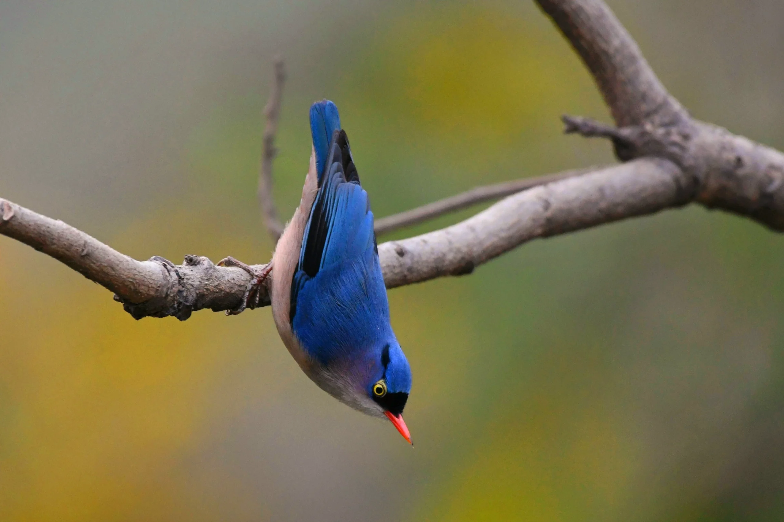 Velvet fronted Nuthatch