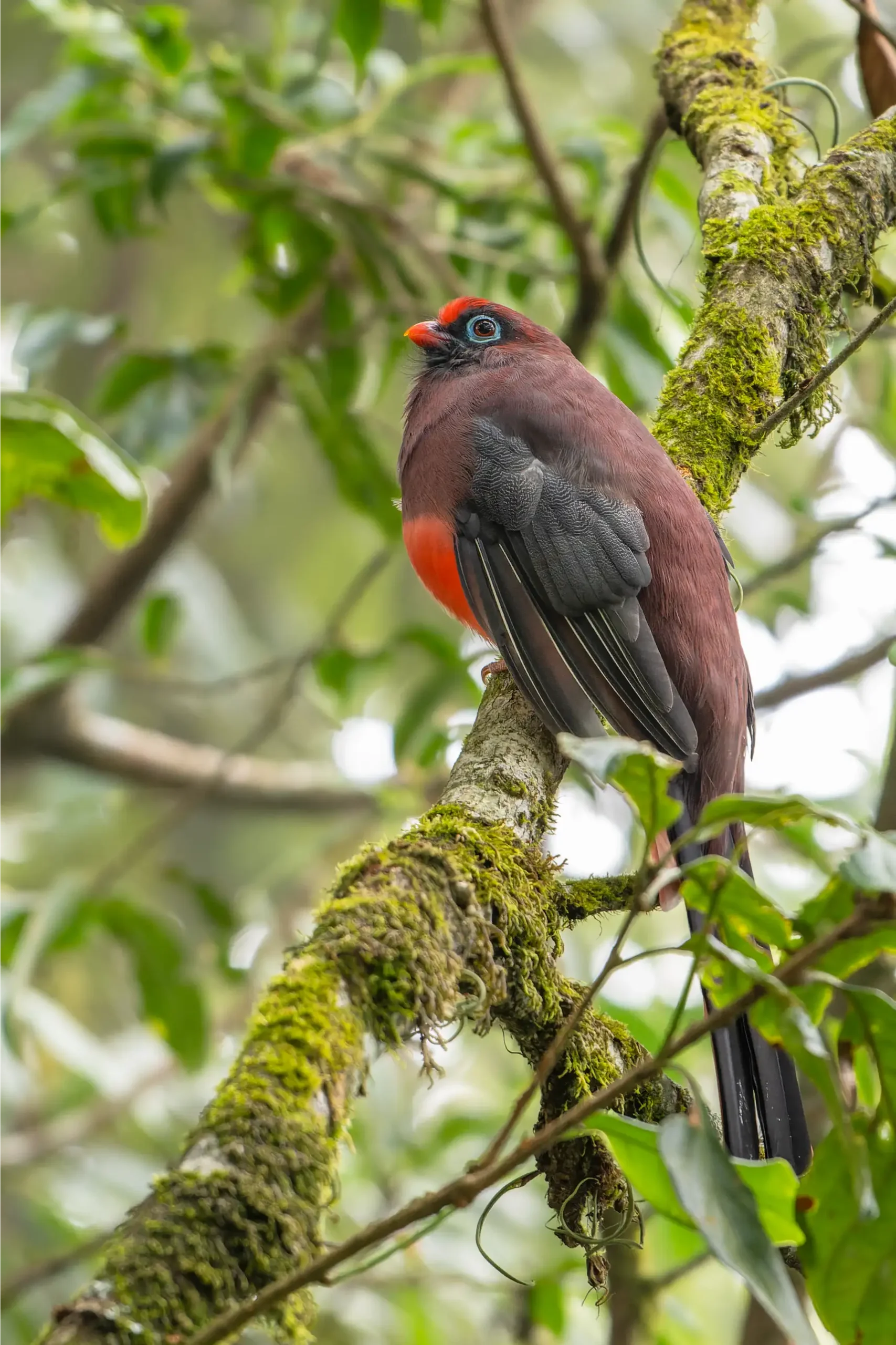 WARD'S TROGON