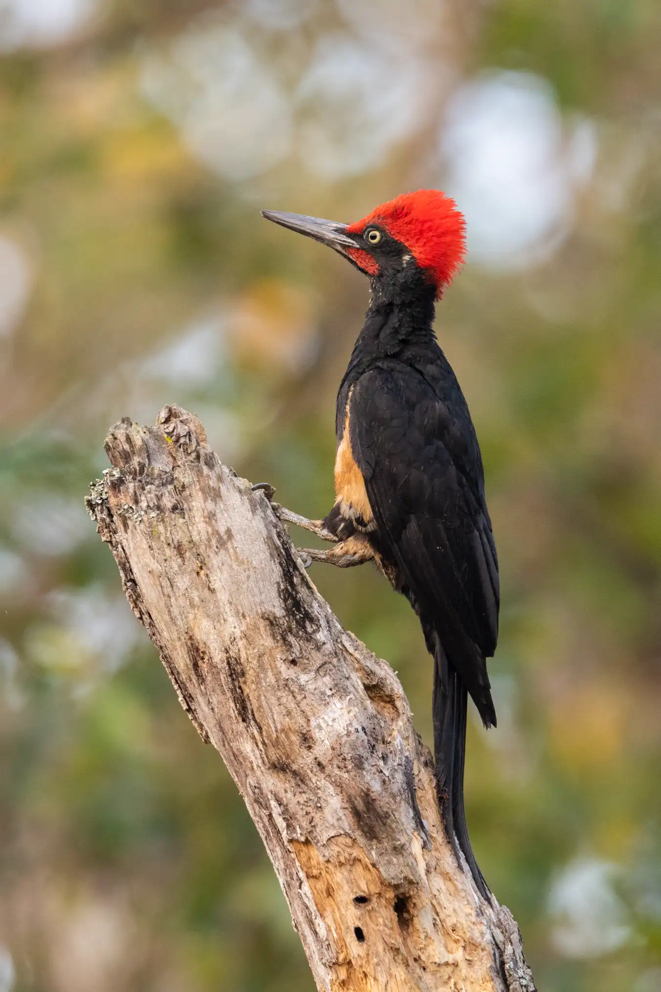 WHITE-BELLIED WOODPECKER