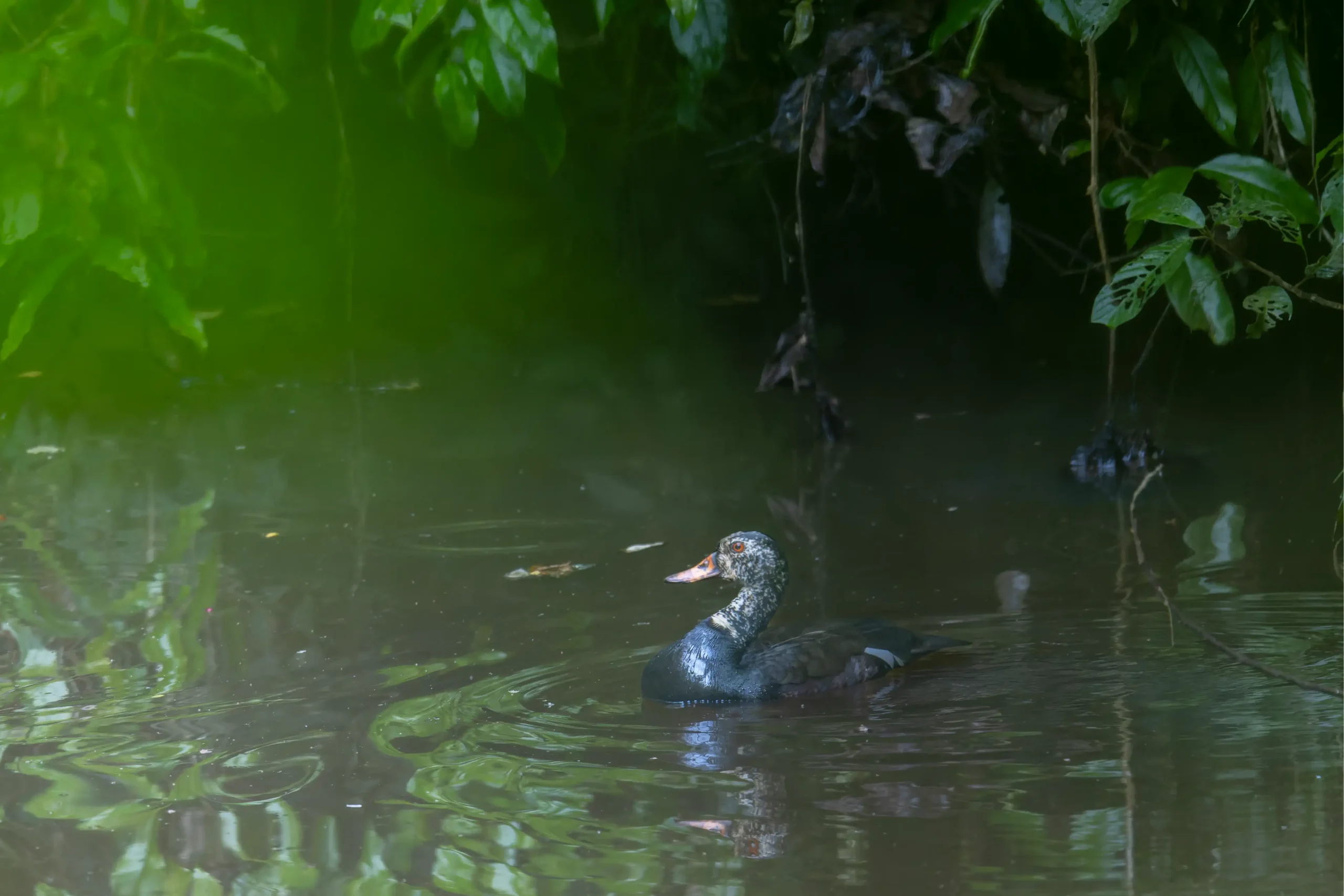 WHITE-WINGED DUCK