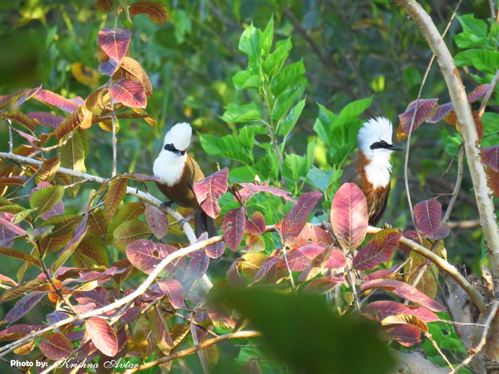 WHITE CRESTED LAUGHINGTHRUSH