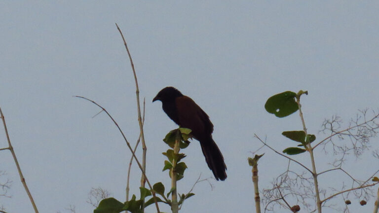 COUCAL