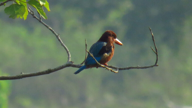 WHITE THROATED KINGFISHER